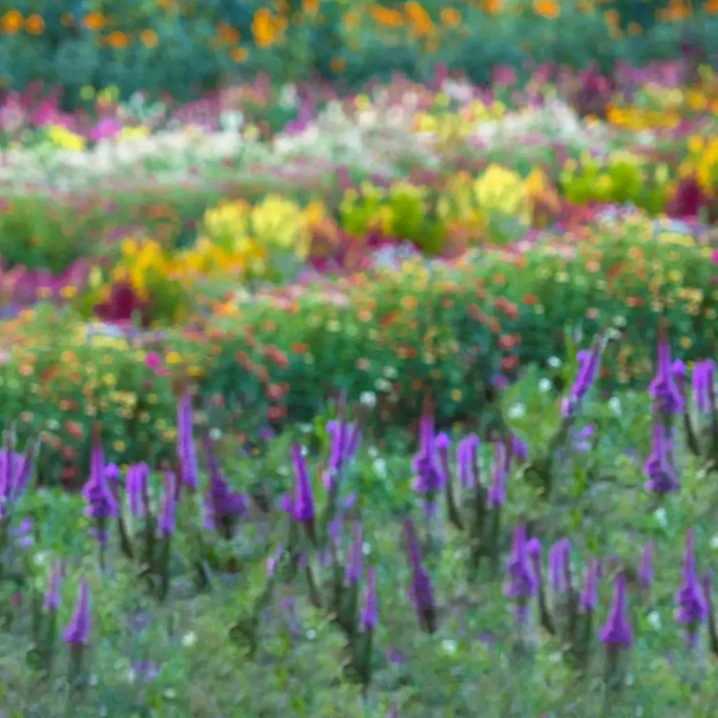 Fields Of Flowers 10X10 Ultracloth ( 120 X Inch ) Backdrop