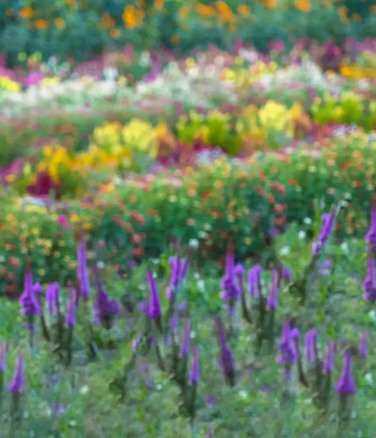Fields Of Flowers 10X12 Ultracloth ( 120 X 144 Inch ) Backdrop