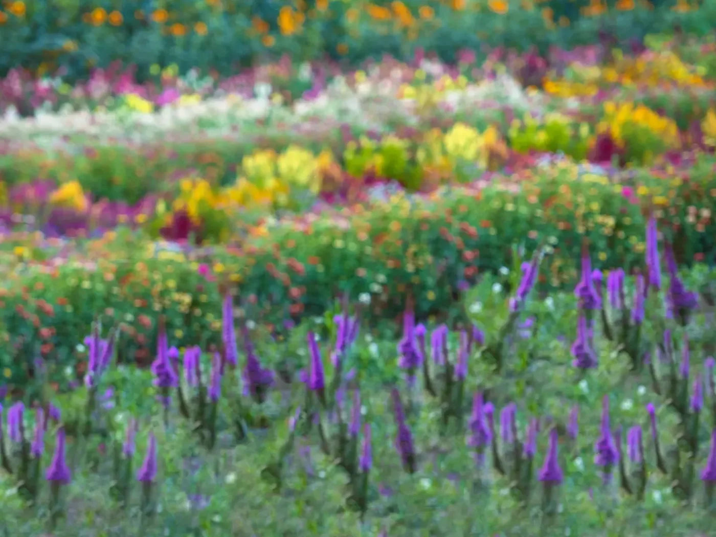 Fields Of Flowers 10X8 Fleece ( 120 X 96 Inch ) Backdrop