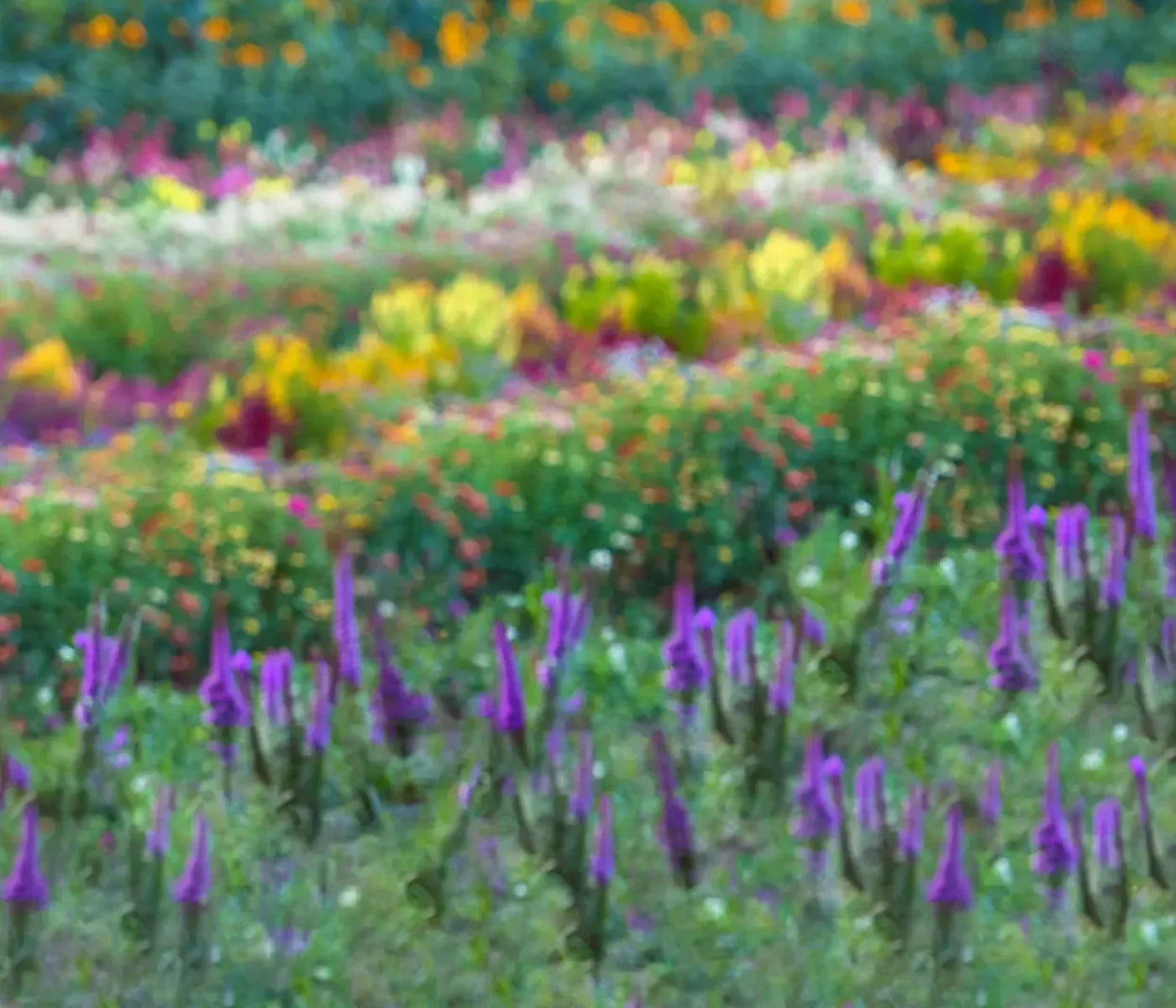Fields Of Flowers 12X10 Ultracloth ( 144 X 120 Inch ) Backdrop