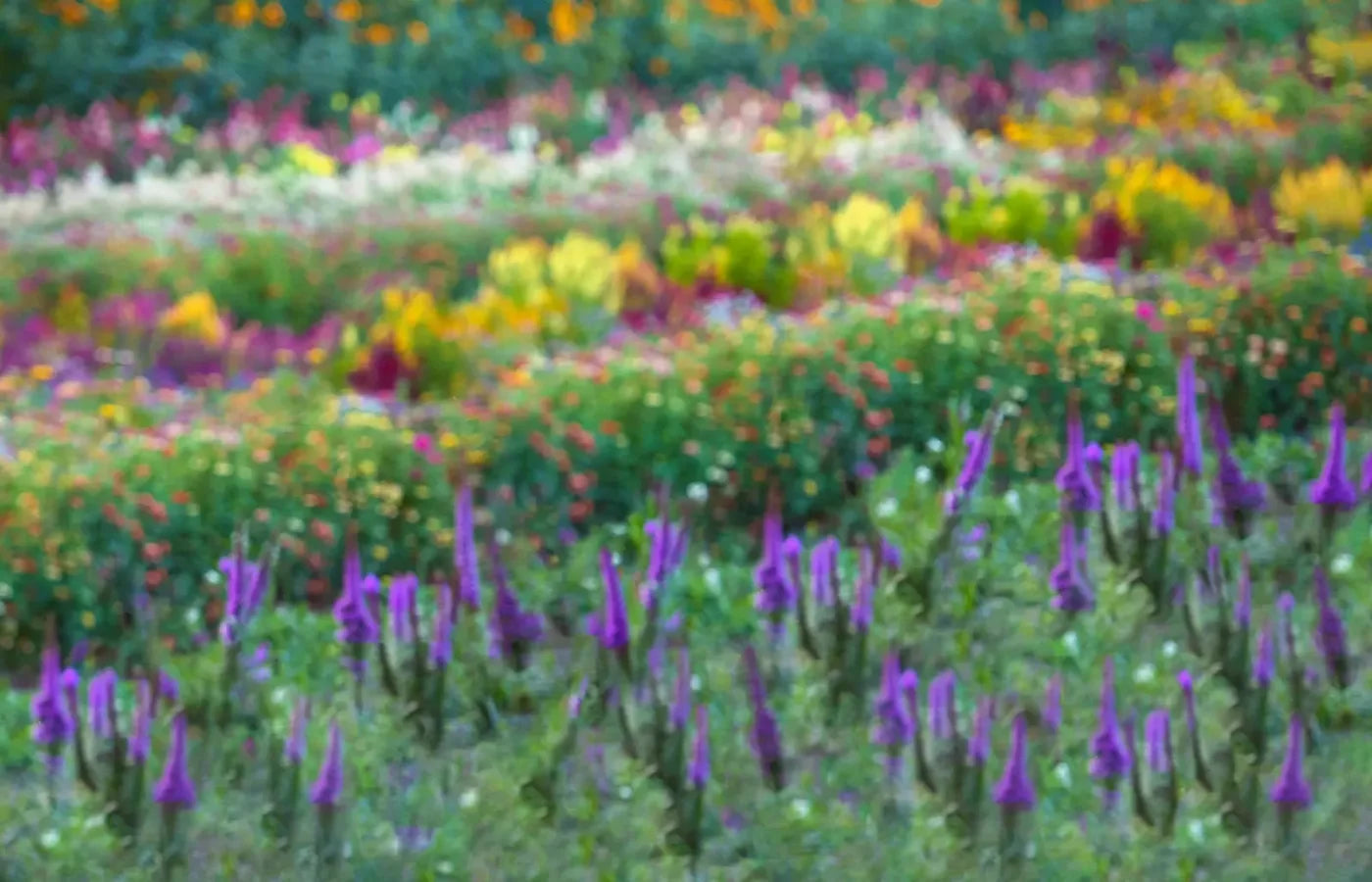 Fields Of Flowers 12X8 Ultracloth ( 144 X 96 Inch ) Backdrop
