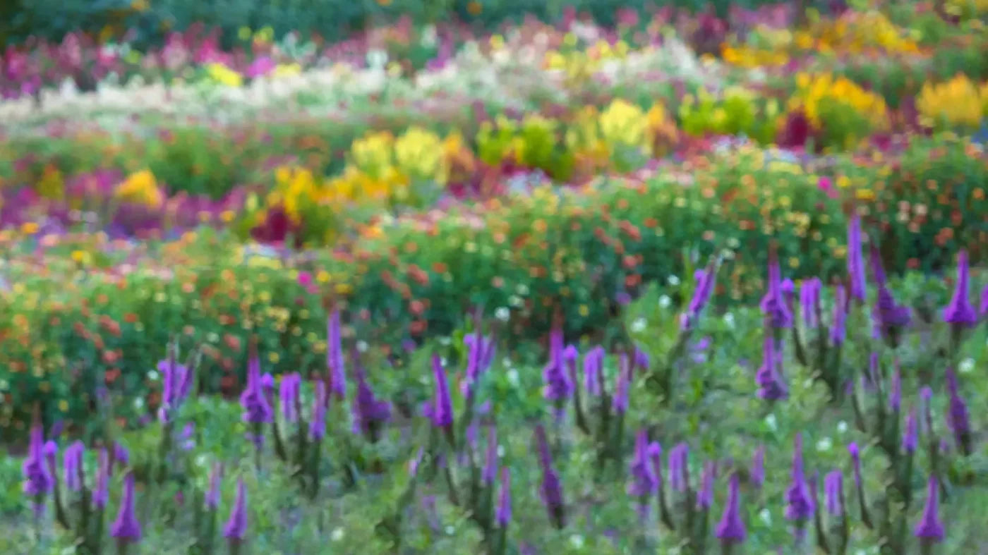 Fields Of Flowers 14X8 Ultracloth ( 168 X 96 Inch ) Backdrop