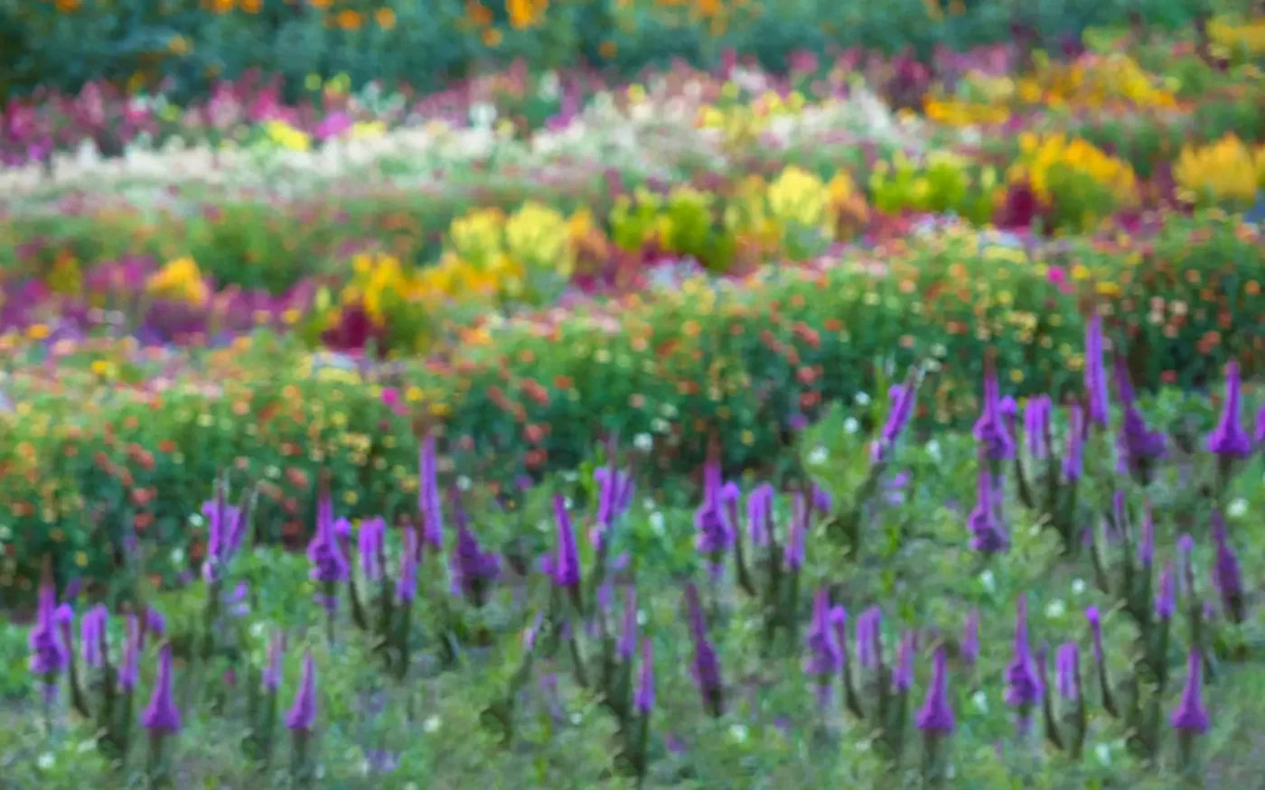 Fields Of Flowers 14X9 Ultracloth ( 168 X 108 Inch ) Backdrop