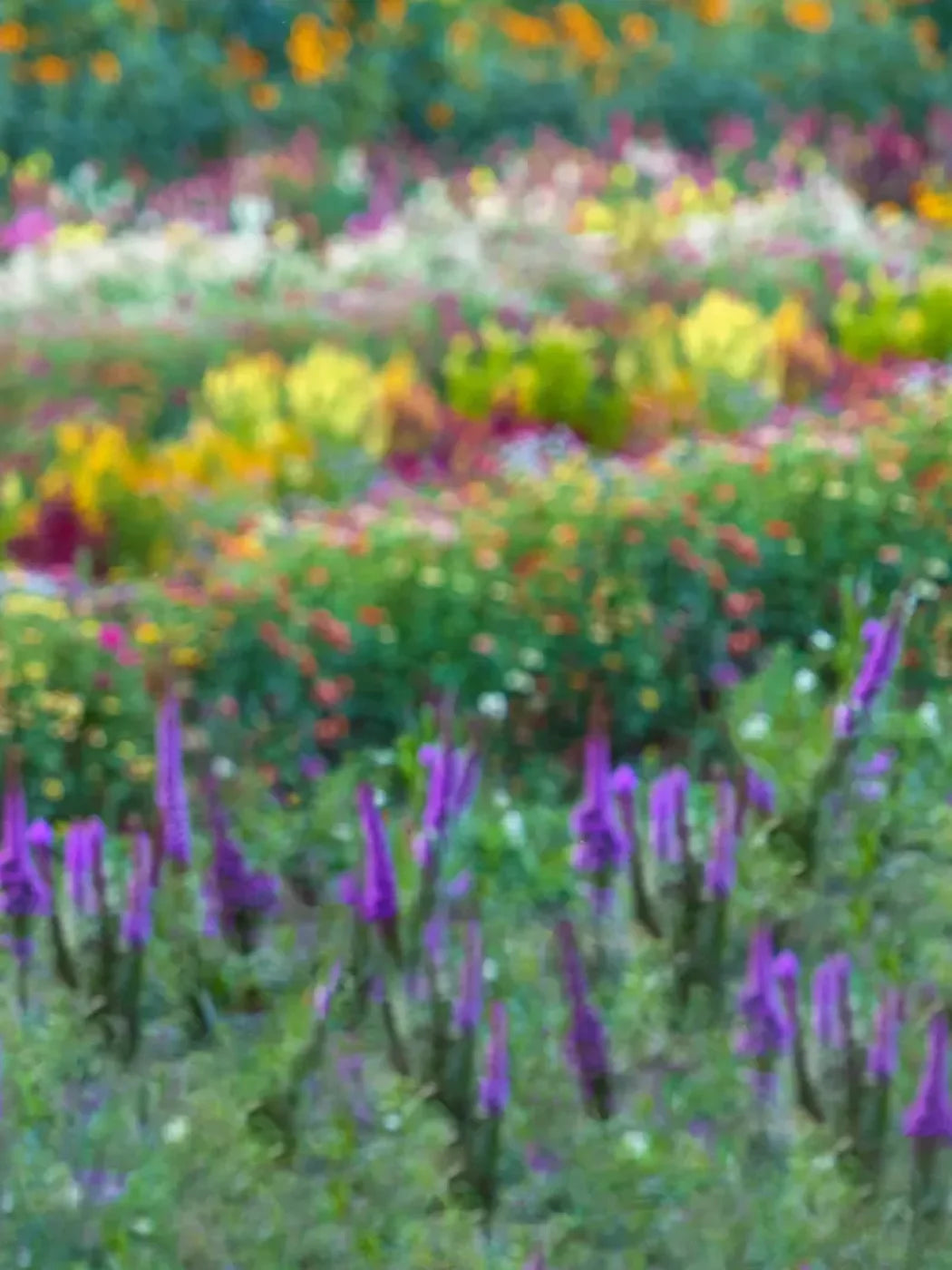 Fields Of Flowers 5X68 Fleece ( 60 X 80 Inch ) Backdrop
