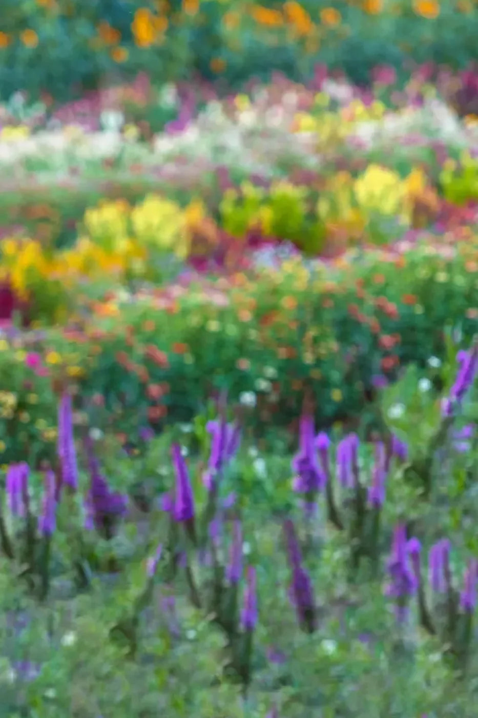 Fields Of Flowers 5X8 Ultracloth ( 60 X 96 Inch ) Backdrop