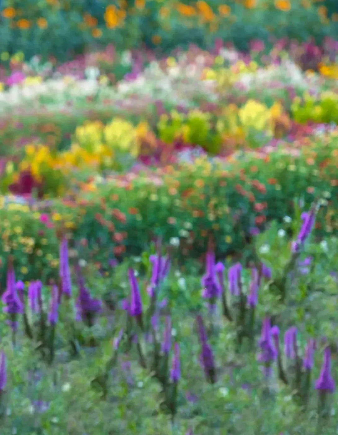 Fields Of Flowers 6X8 Fleece ( 72 X 96 Inch ) Backdrop