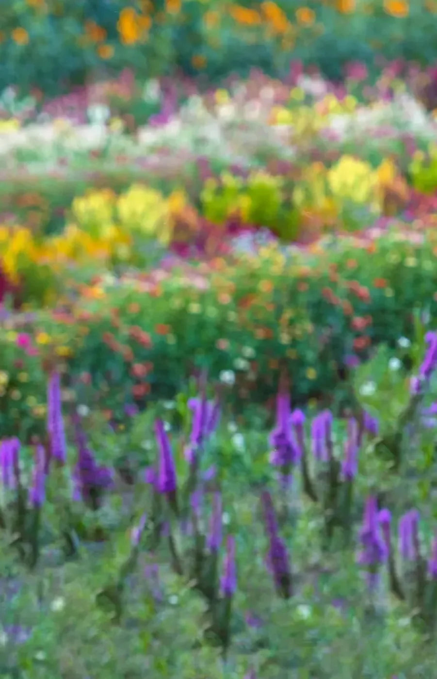 Fields Of Flowers 8X12 Ultracloth ( 96 X 144 Inch ) Backdrop