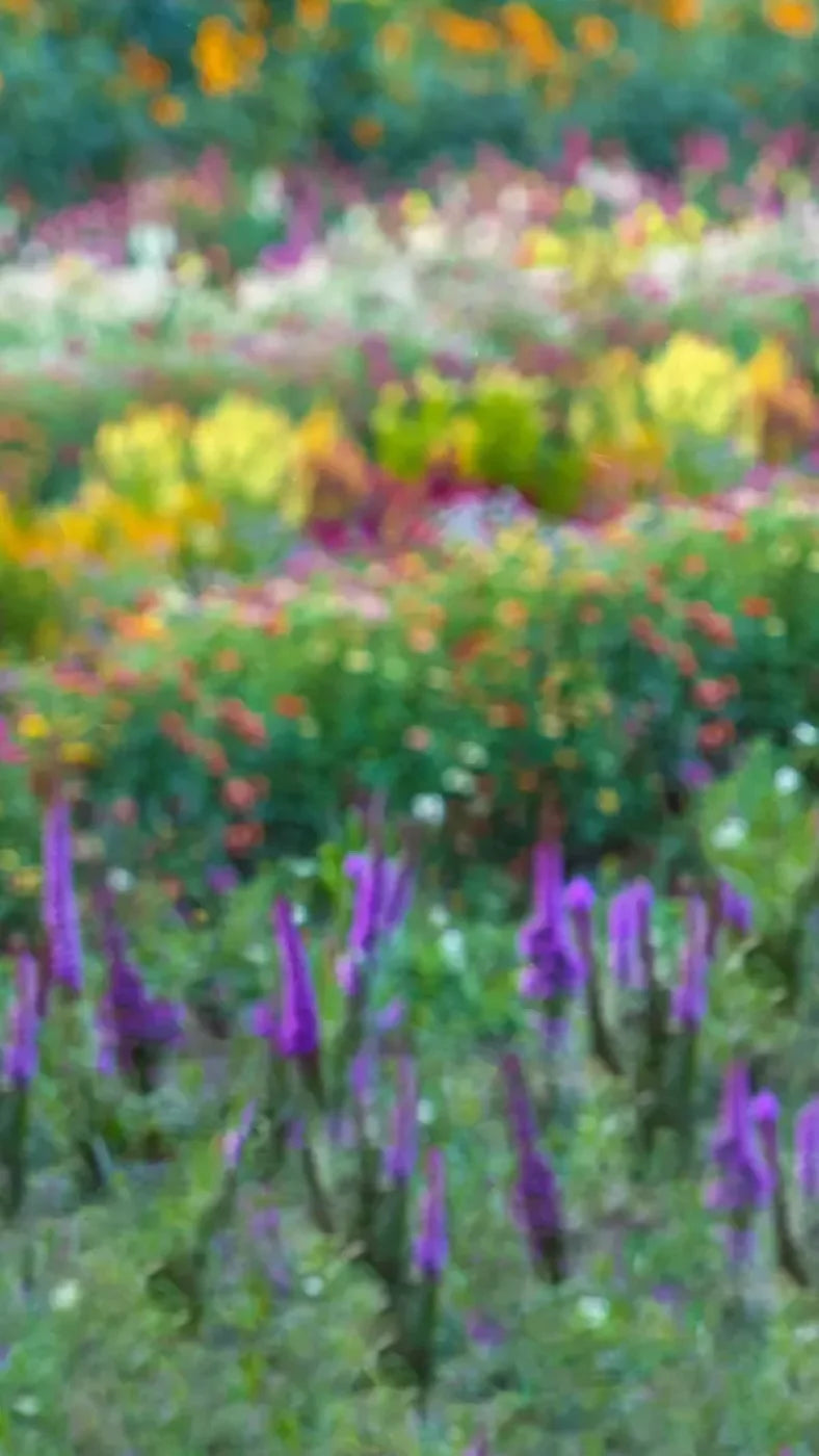 Fields Of Flowers 8X14 Ultracloth ( 96 X 168 Inch ) Backdrop