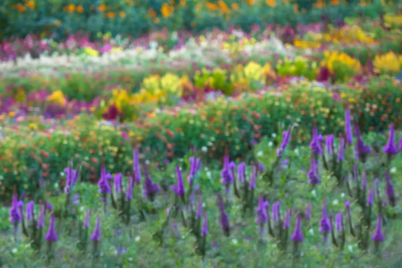 Fields Of Flowers 8X5 Ultracloth ( 96 X 60 Inch ) Backdrop