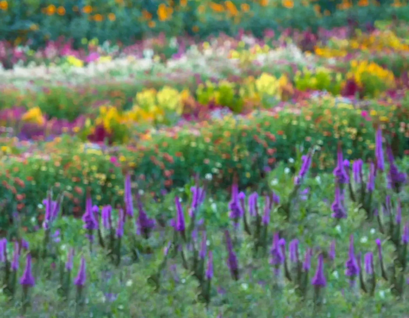 Fields Of Flowers 8X6 Fleece ( 96 X 72 Inch ) Backdrop