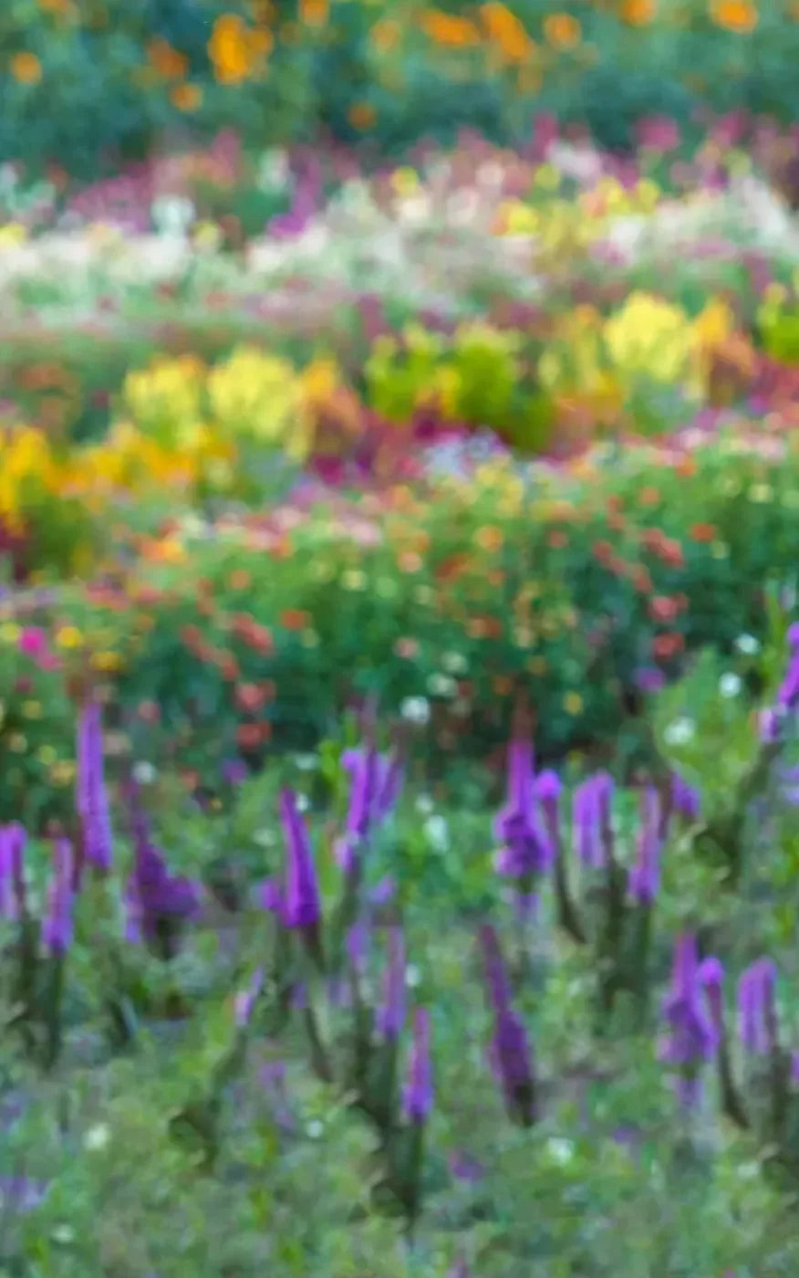 Fields Of Flowers 9X14 Ultracloth ( 108 X 168 Inch ) Backdrop