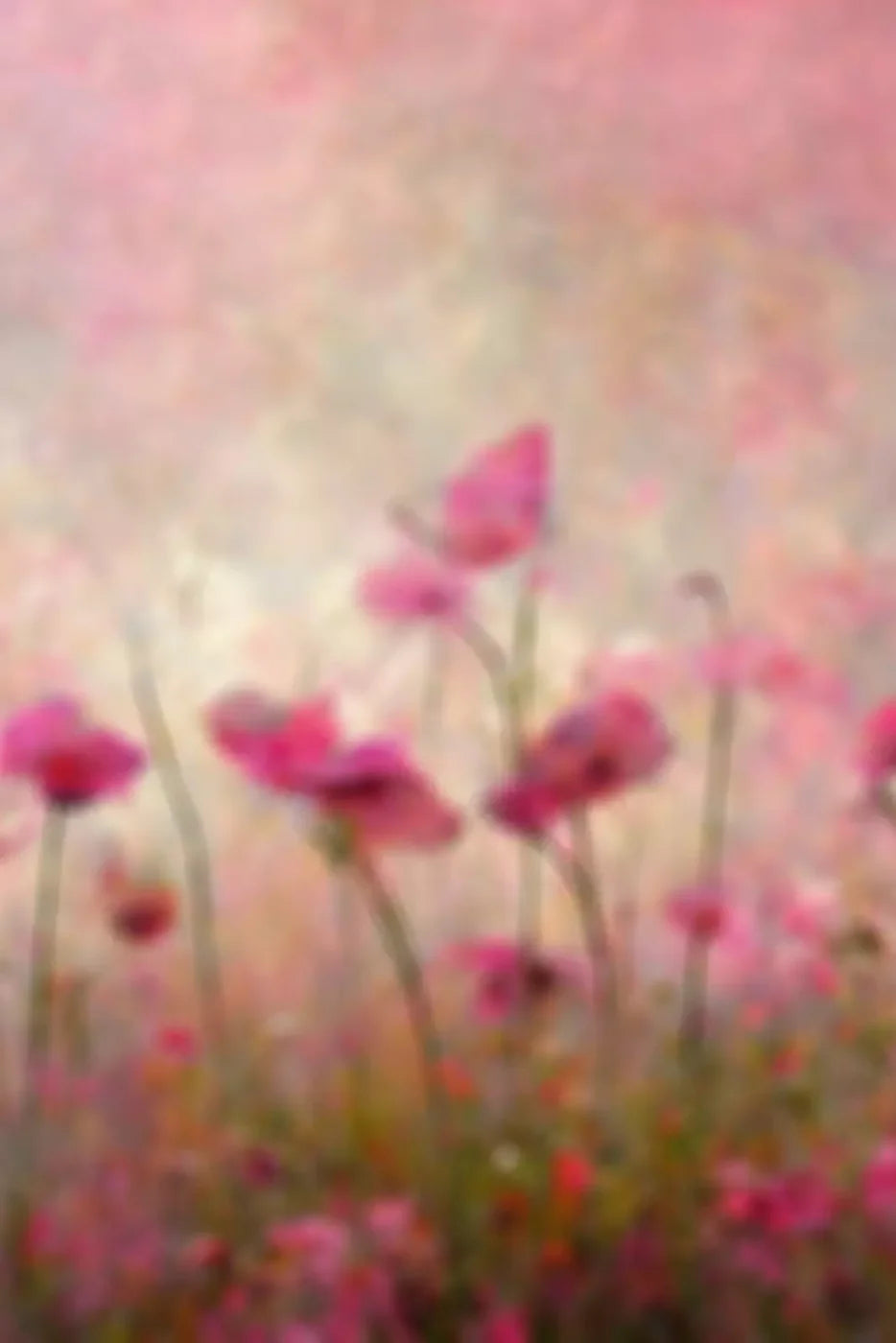 Floral Bokeh Backdrop