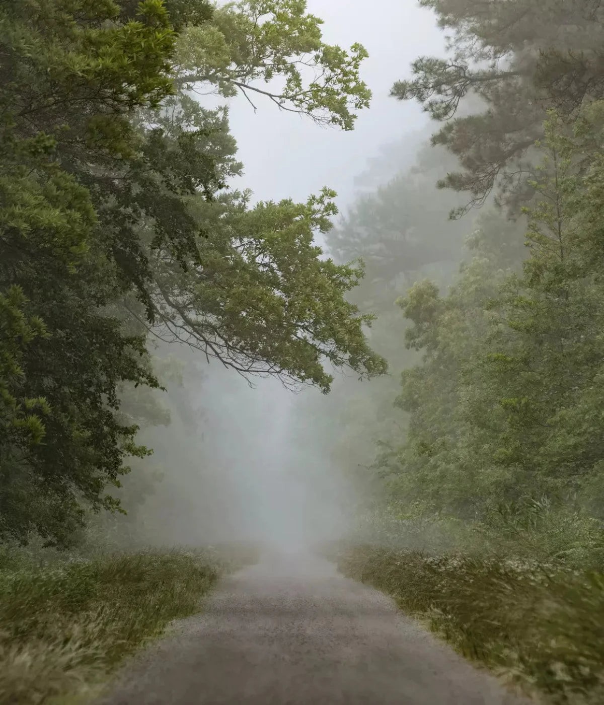 Foggy Morning 10X12 Ultracloth ( 120 X 144 Inch ) Backdrop