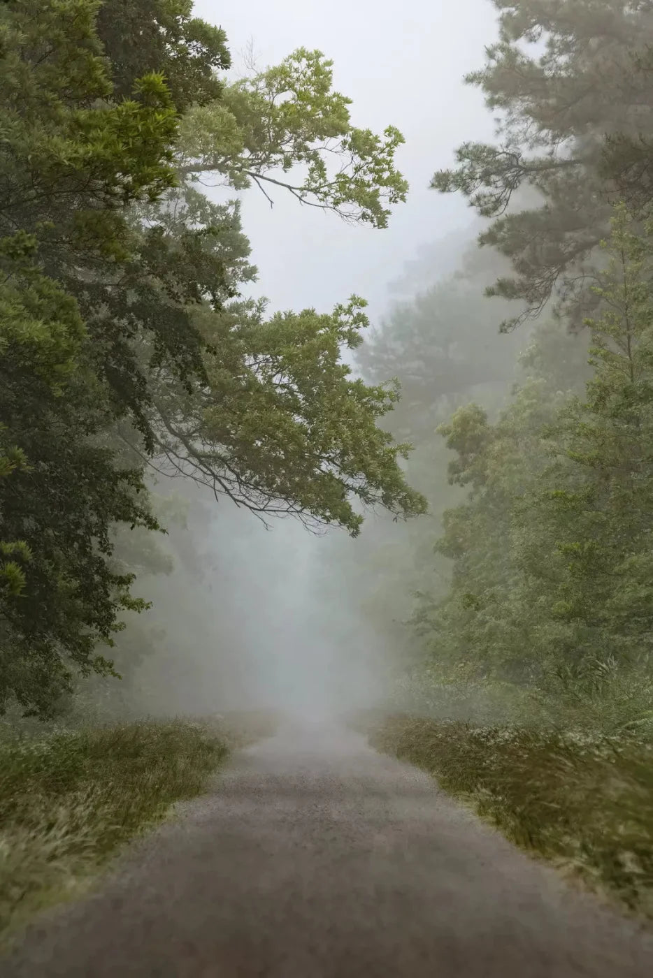 Foggy Morning 5X8 Ultracloth ( 60 X 96 Inch ) Backdrop