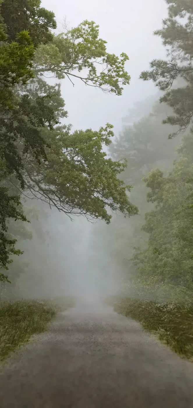Foggy Morning 8X16 Ultracloth ( 96 X 192 Inch ) Backdrop