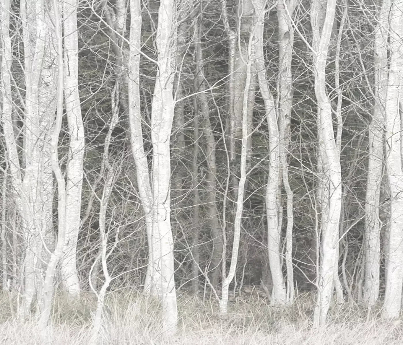Frosted Birch 12’X10’ Ultracloth (144 X 120 Inch) Backdrop