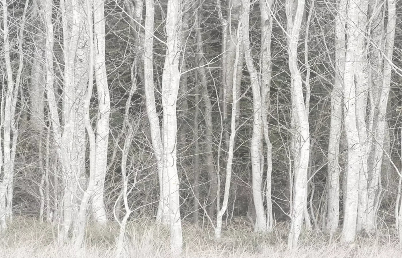 Frosted Birch 12’X8’ Ultracloth (144 X 96 Inch) Backdrop