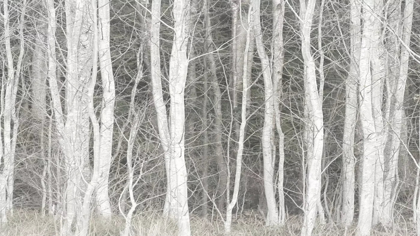 Frosted Birch 14’X8’ Ultracloth (168 X 96 Inch) Backdrop
