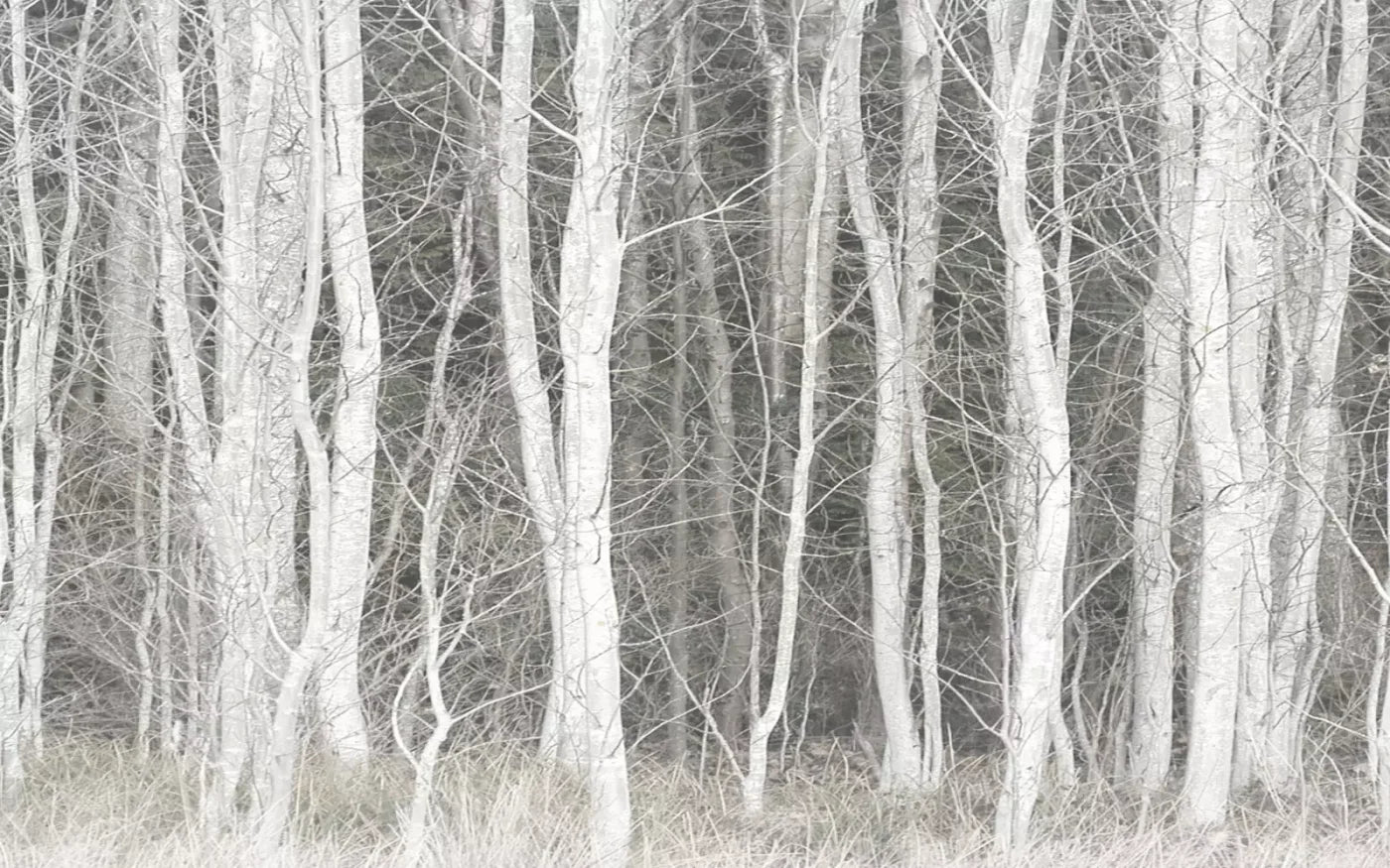 Frosted Birch 14’X9’ Ultracloth (168 X 108 Inch) Backdrop