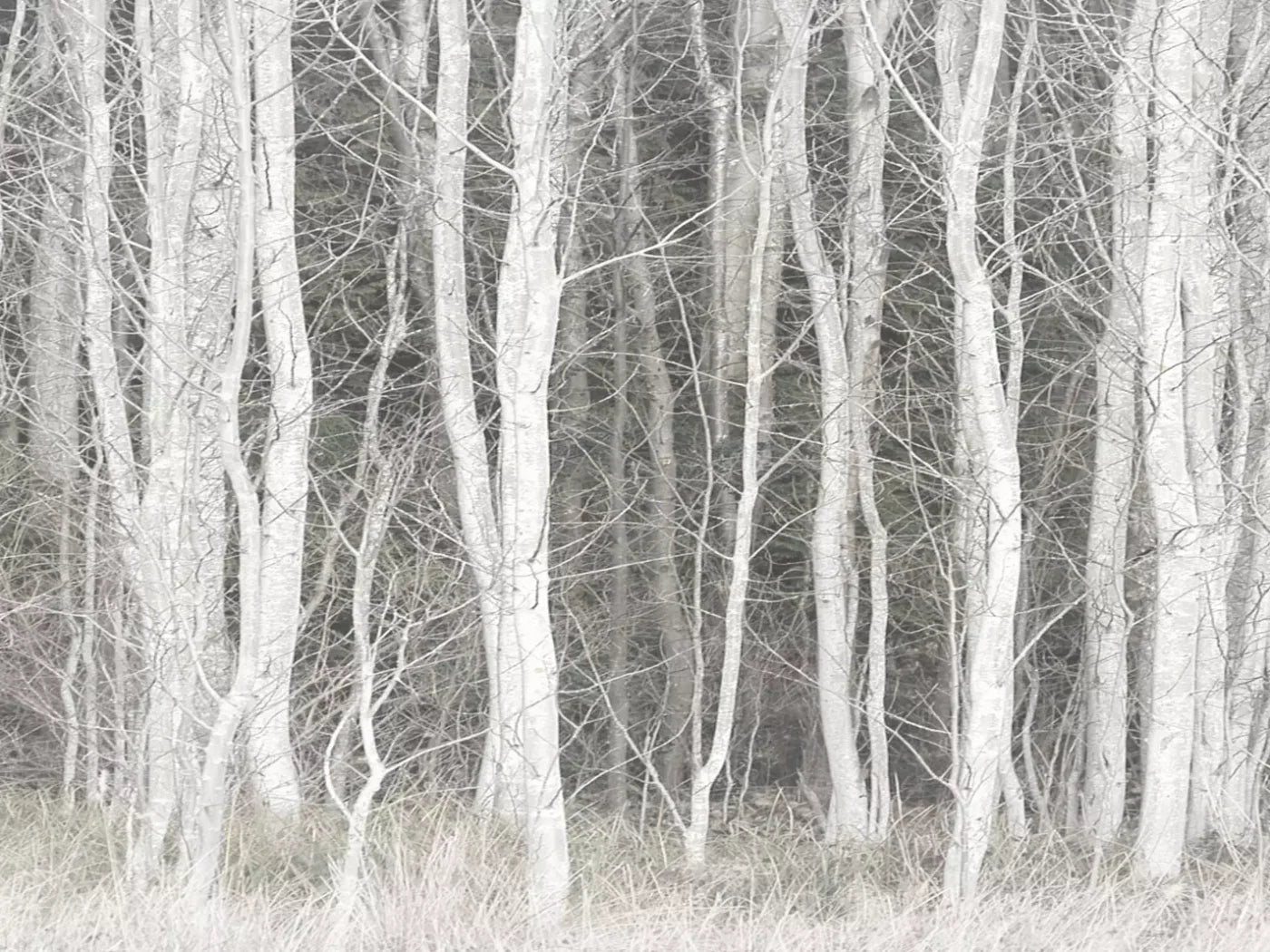 Frosted Birch 6’8’’X5’ Fleece (80 X 60 Inch) Backdrop