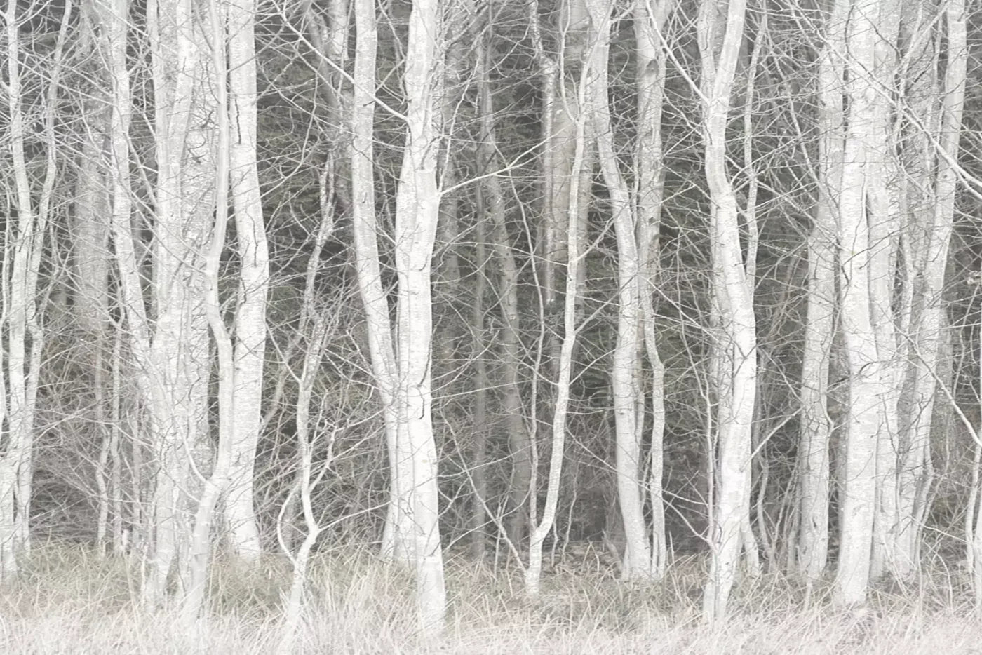 Frosted Birch 8’X5’ Ultracloth (96 X 60 Inch) Backdrop