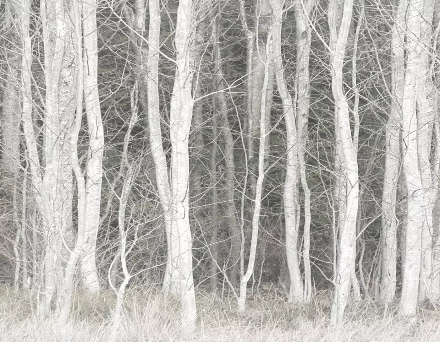 Frosted Birch 8’X6’ Fleece (96 X 72 Inch) Backdrop