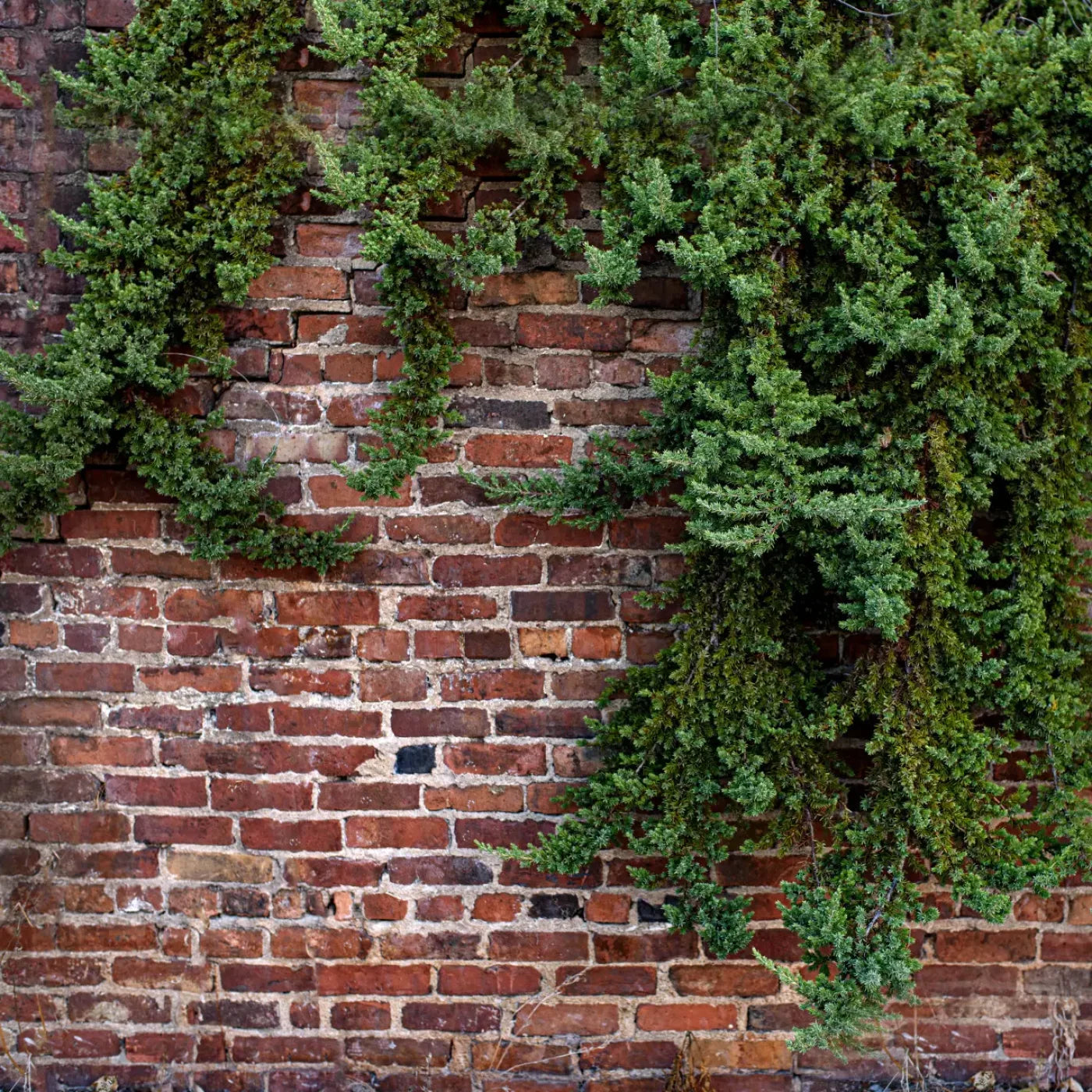 Growth On Brick 10X10 Ultracloth ( 120 X Inch ) Backdrop