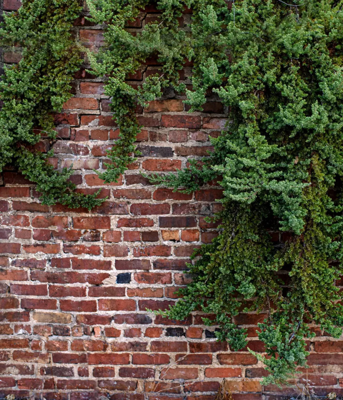 Growth On Brick 10X12 Ultracloth ( 120 X 144 Inch ) Backdrop