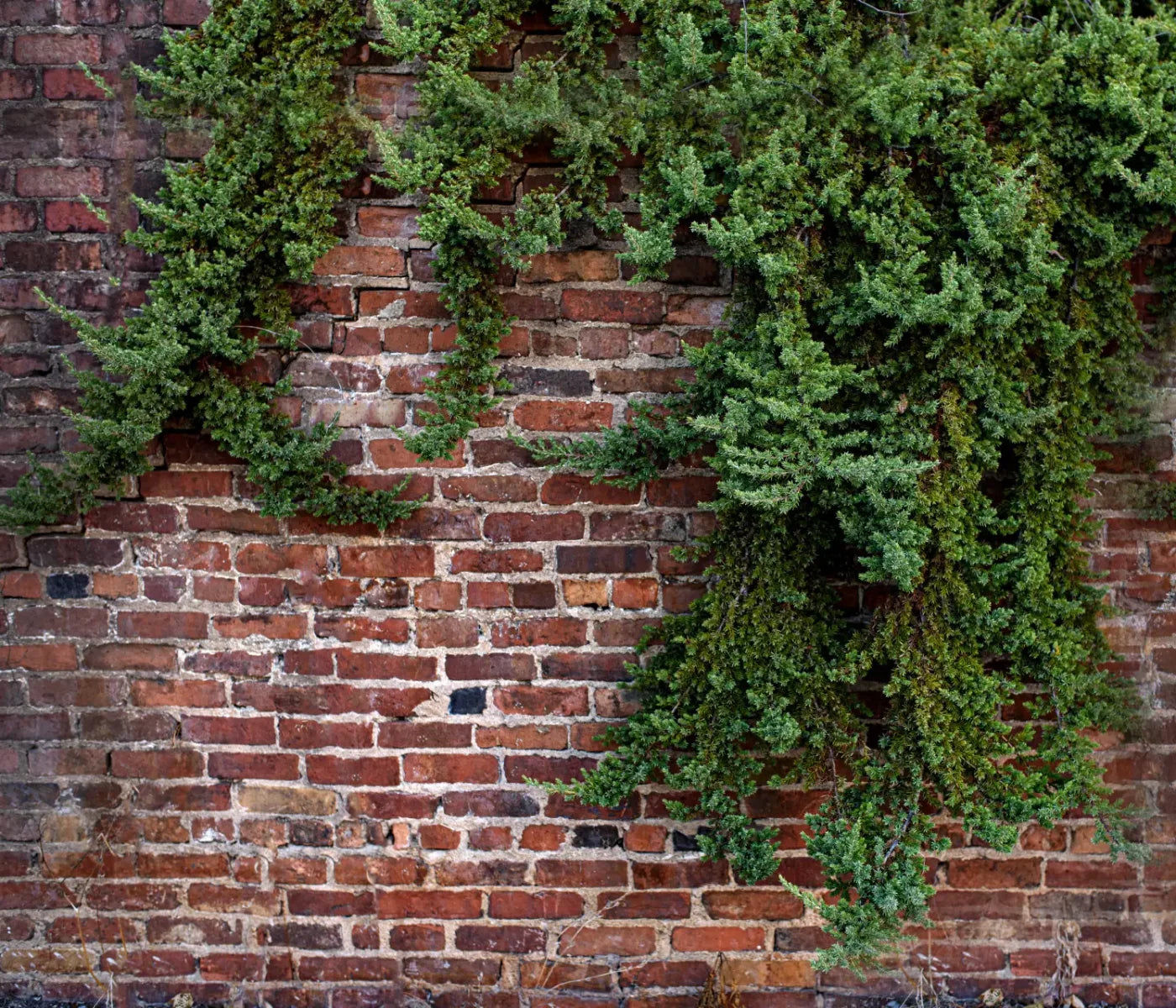 Growth On Brick 12X10 Ultracloth ( 144 X 120 Inch ) Backdrop