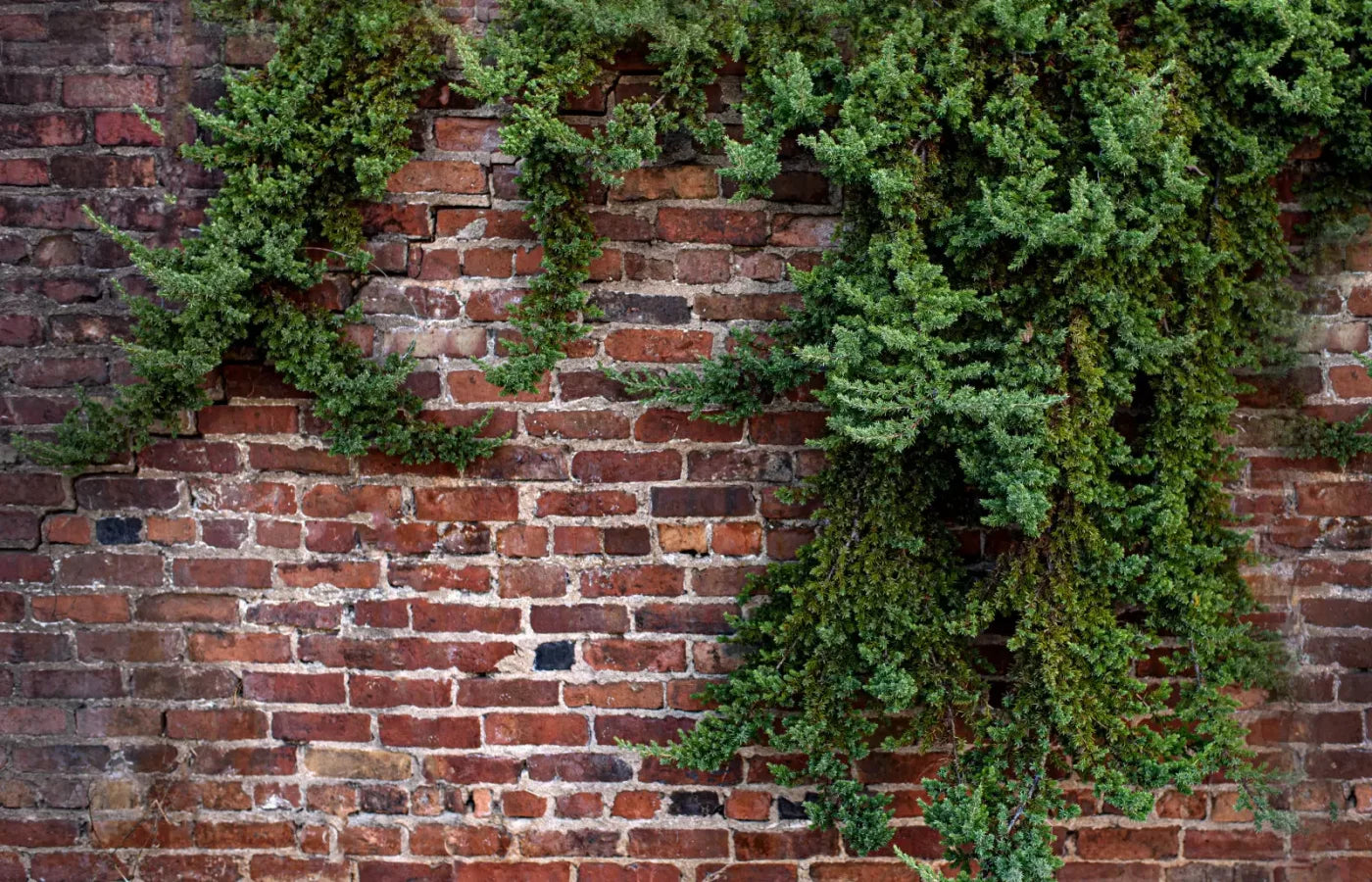 Growth On Brick 12X8 Ultracloth ( 144 X 96 Inch ) Backdrop