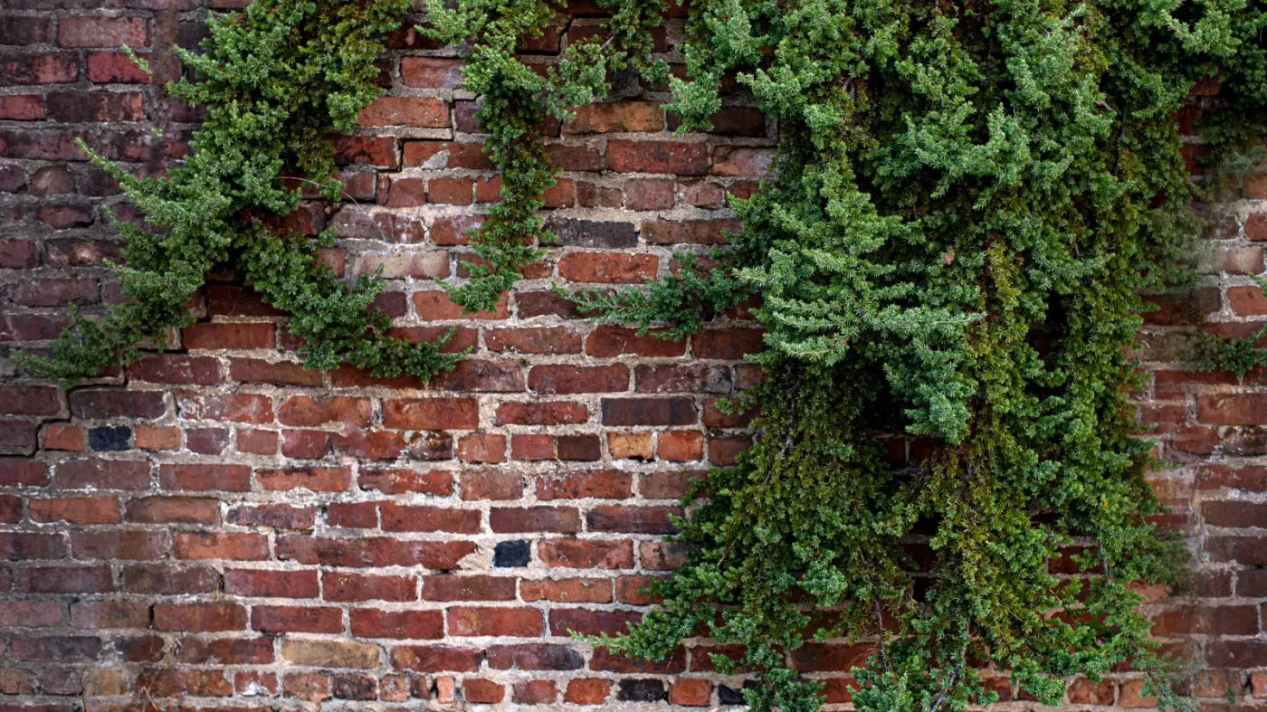 Growth On Brick 14X8 Ultracloth ( 168 X 96 Inch ) Backdrop
