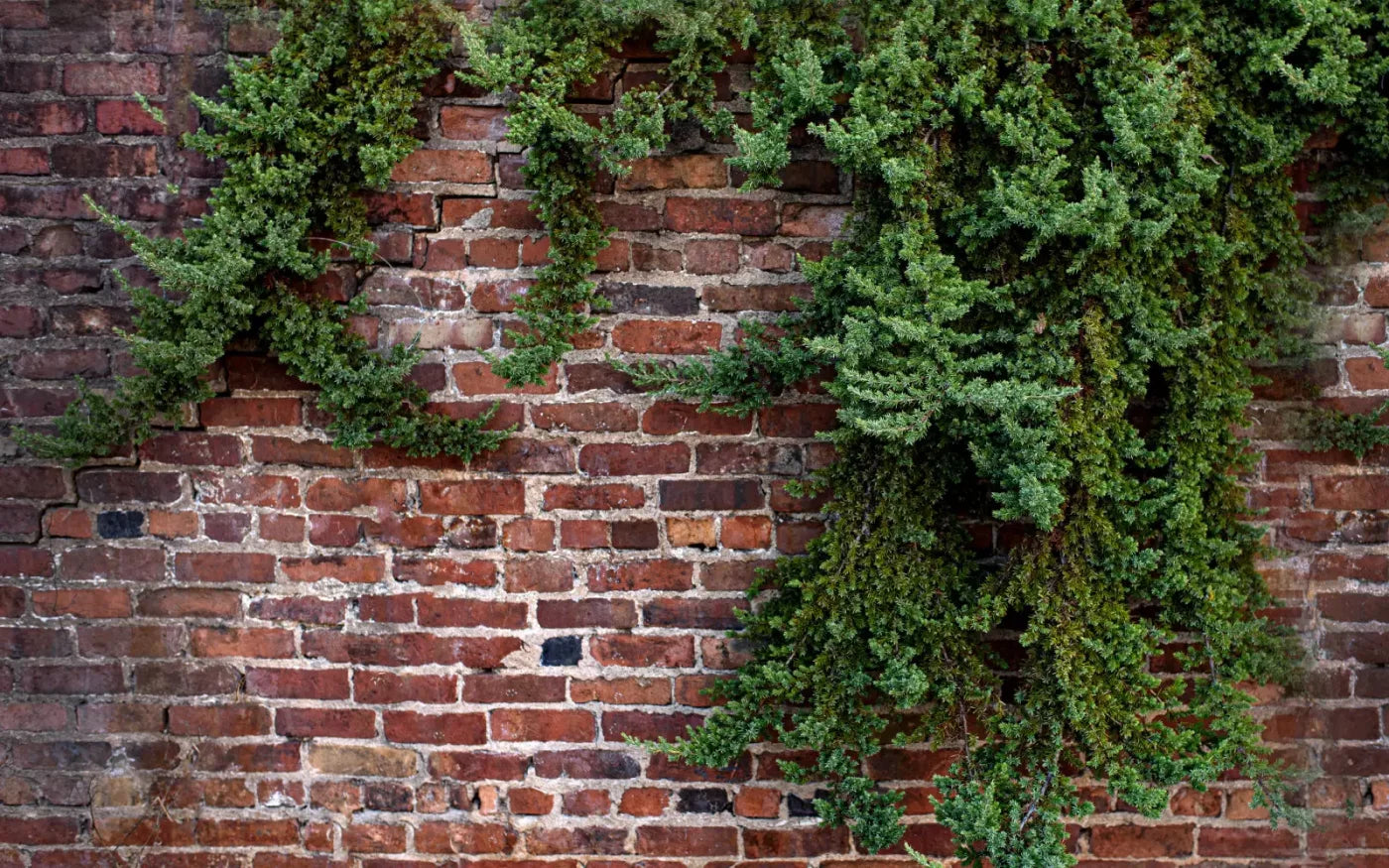 Growth On Brick 14X9 Ultracloth ( 168 X 108 Inch ) Backdrop