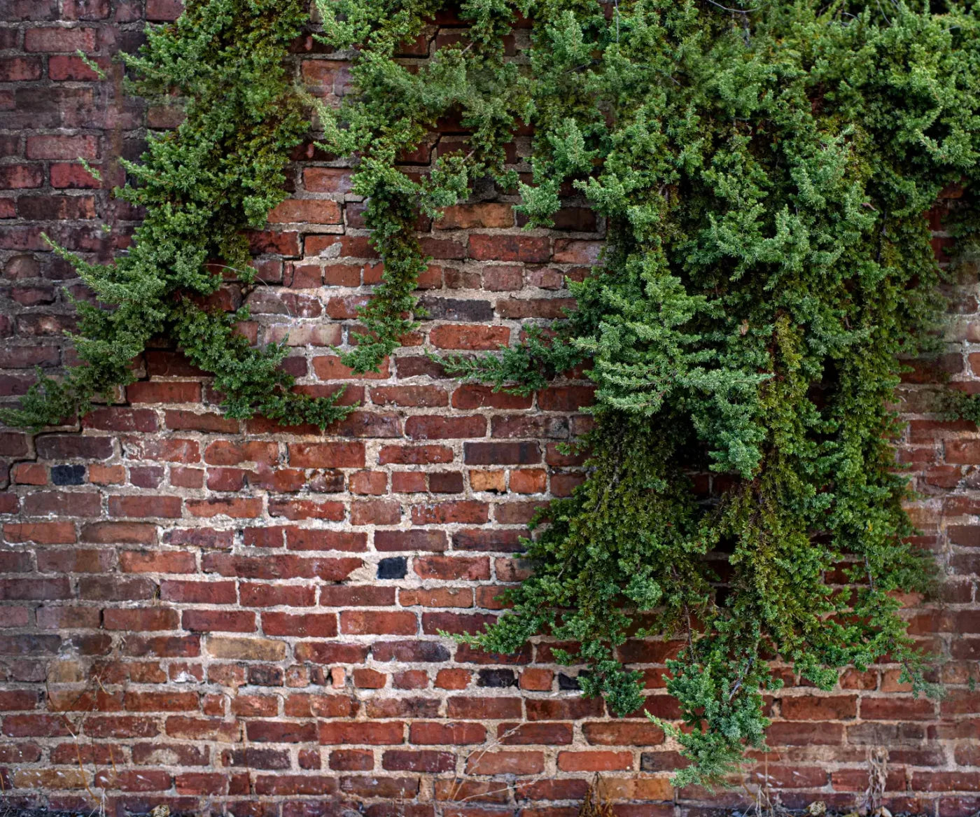 Growth On Brick 5X42 Fleece ( 60 X 50 Inch ) Backdrop