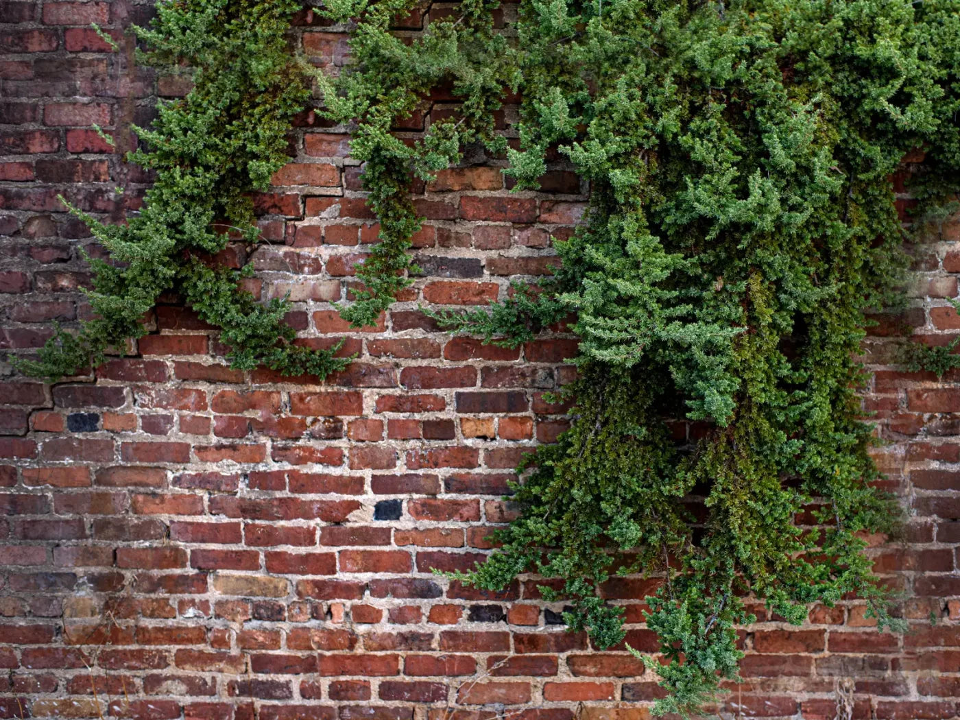 Growth On Brick 68X5 Fleece ( 80 X 60 Inch ) Backdrop
