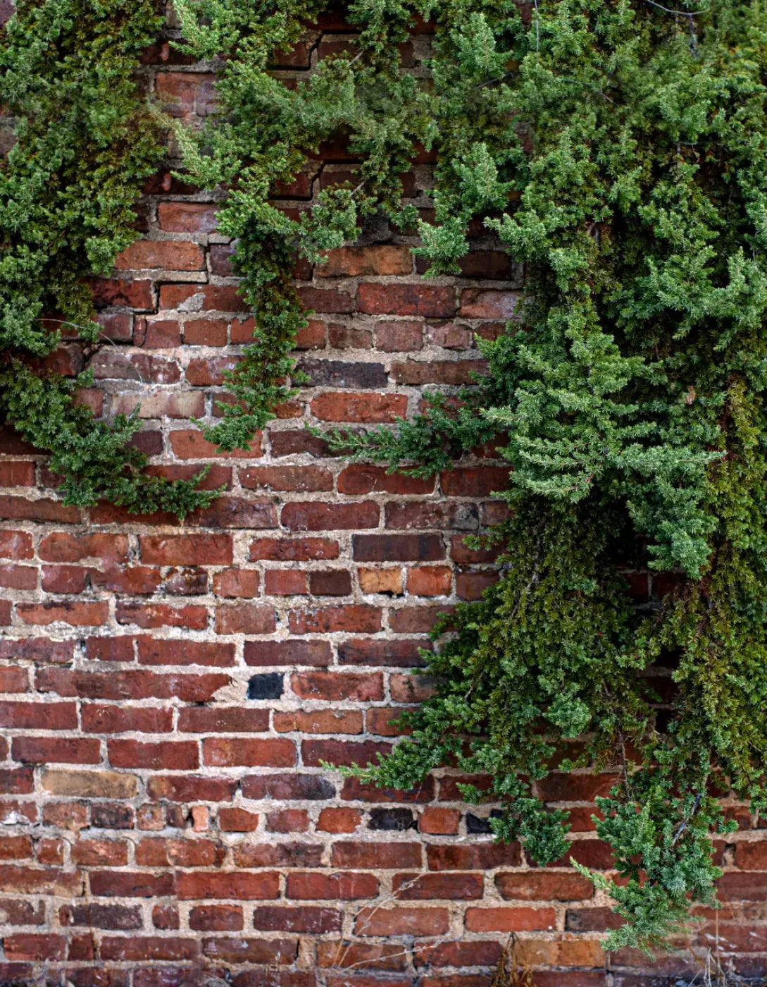 Growth On Brick 6X8 Fleece ( 72 X 96 Inch ) Backdrop