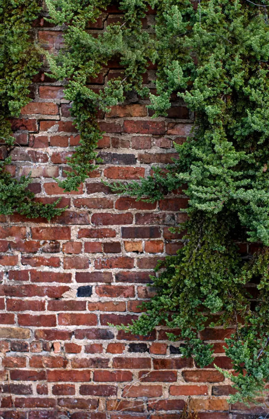 Growth On Brick 8X12 Ultracloth ( 96 X 144 Inch ) Backdrop