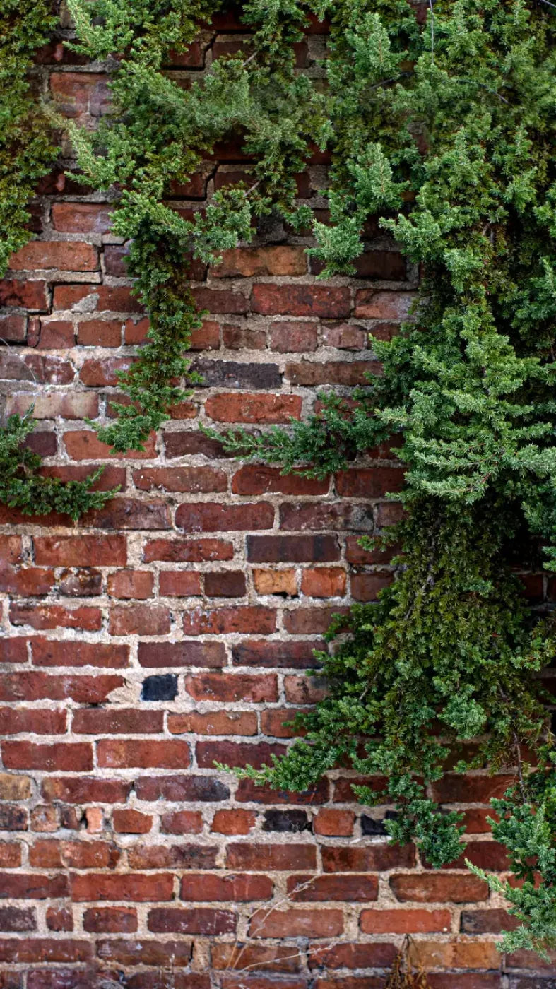 Growth On Brick 8X14 Ultracloth ( 96 X 168 Inch ) Backdrop