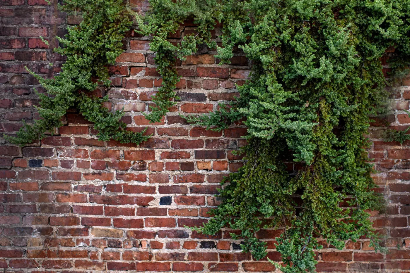 Growth On Brick 8X5 Ultracloth ( 96 X 60 Inch ) Backdrop
