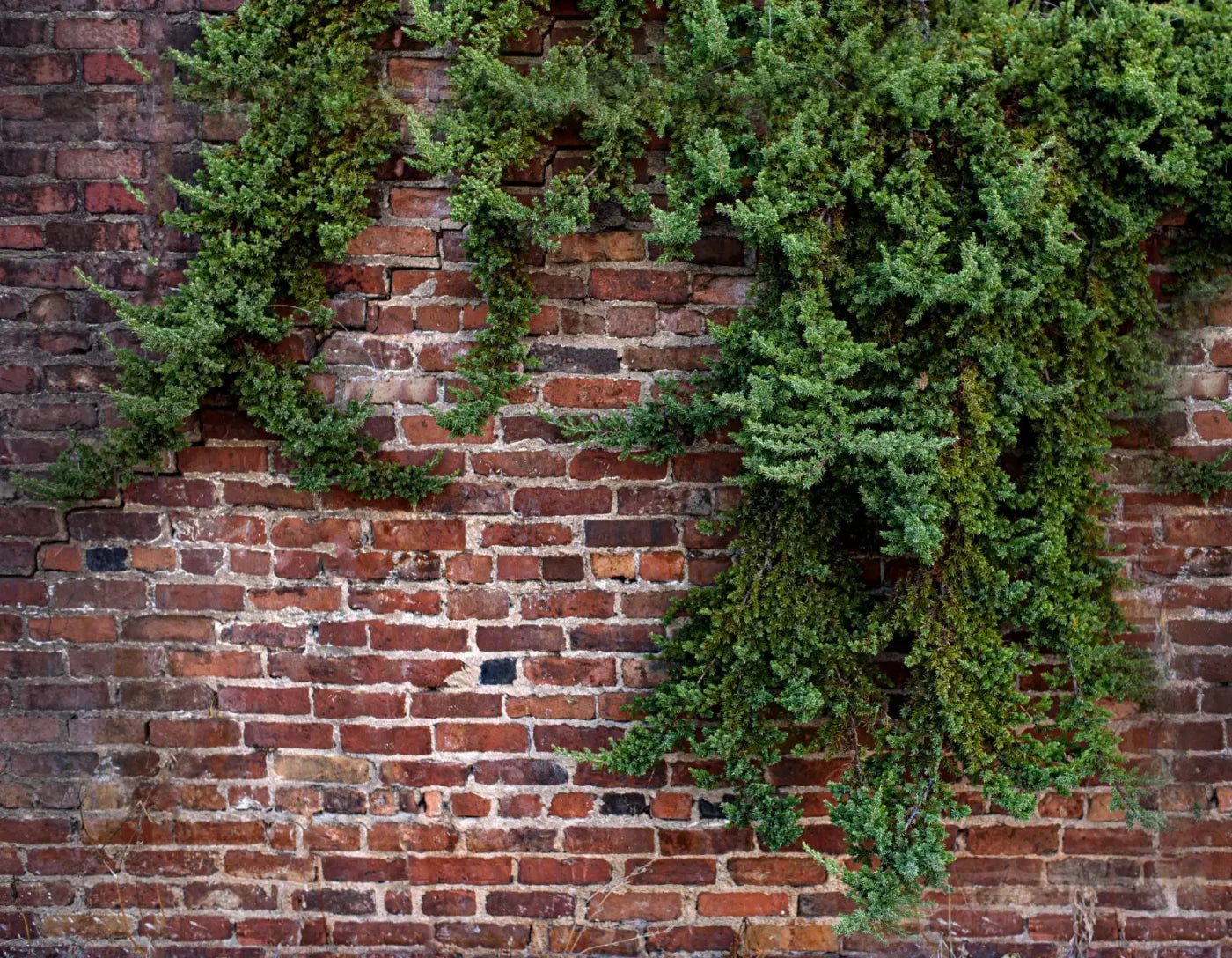 Growth On Brick 8X6 Fleece ( 96 X 72 Inch ) Backdrop