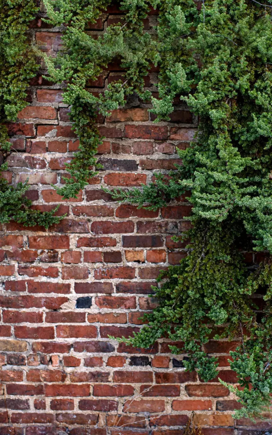 Growth On Brick 9X14 Ultracloth ( 108 X 168 Inch ) Backdrop