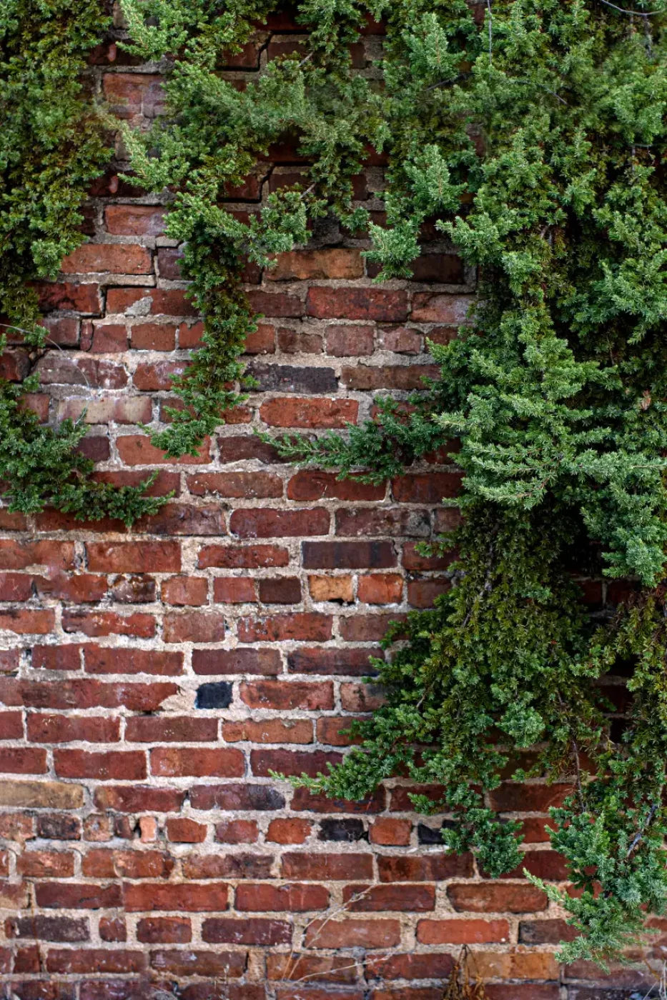 Growth On Brick Backdrop