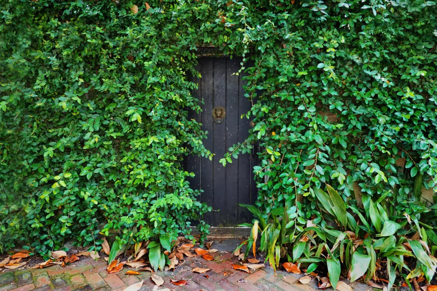 Hidden Door 8’X5’ Ultracloth (96 X 60 Inch) Backdrop