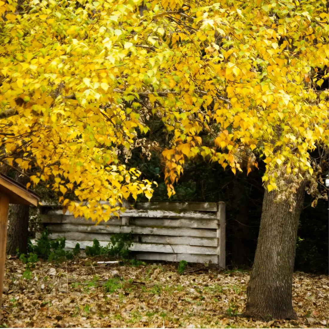 Leaves Fall 10X10 Ultracloth ( 120 X Inch ) Backdrop