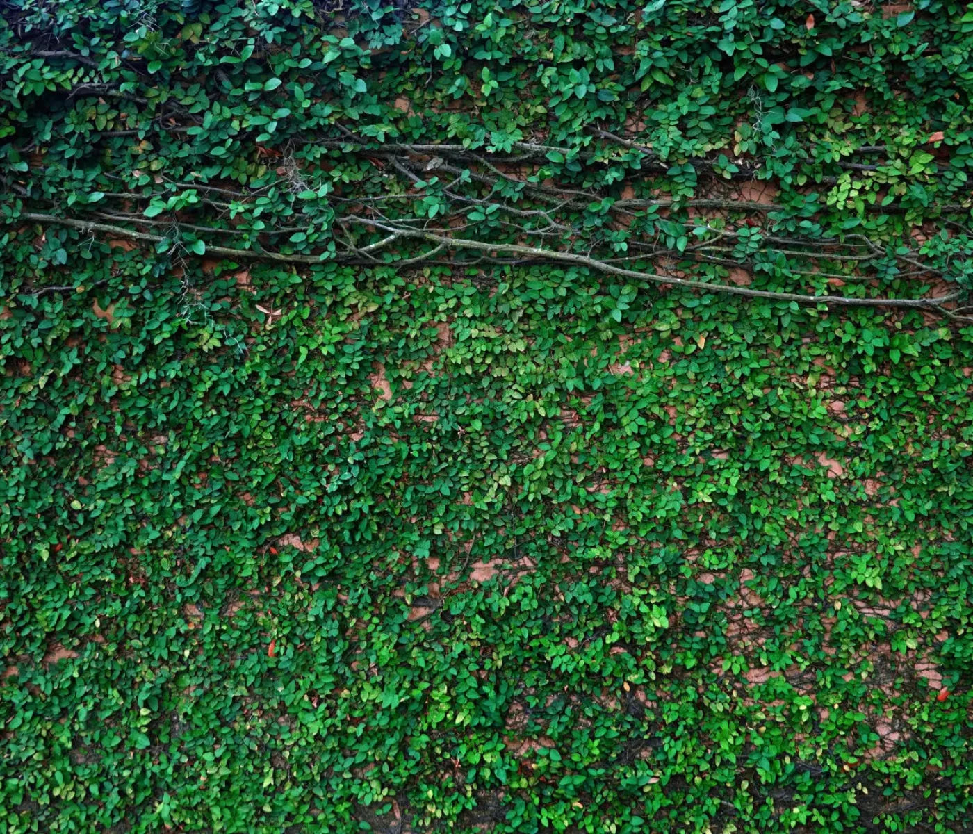 Let It Grow 12X10 Ultracloth ( 144 X 120 Inch ) Backdrop