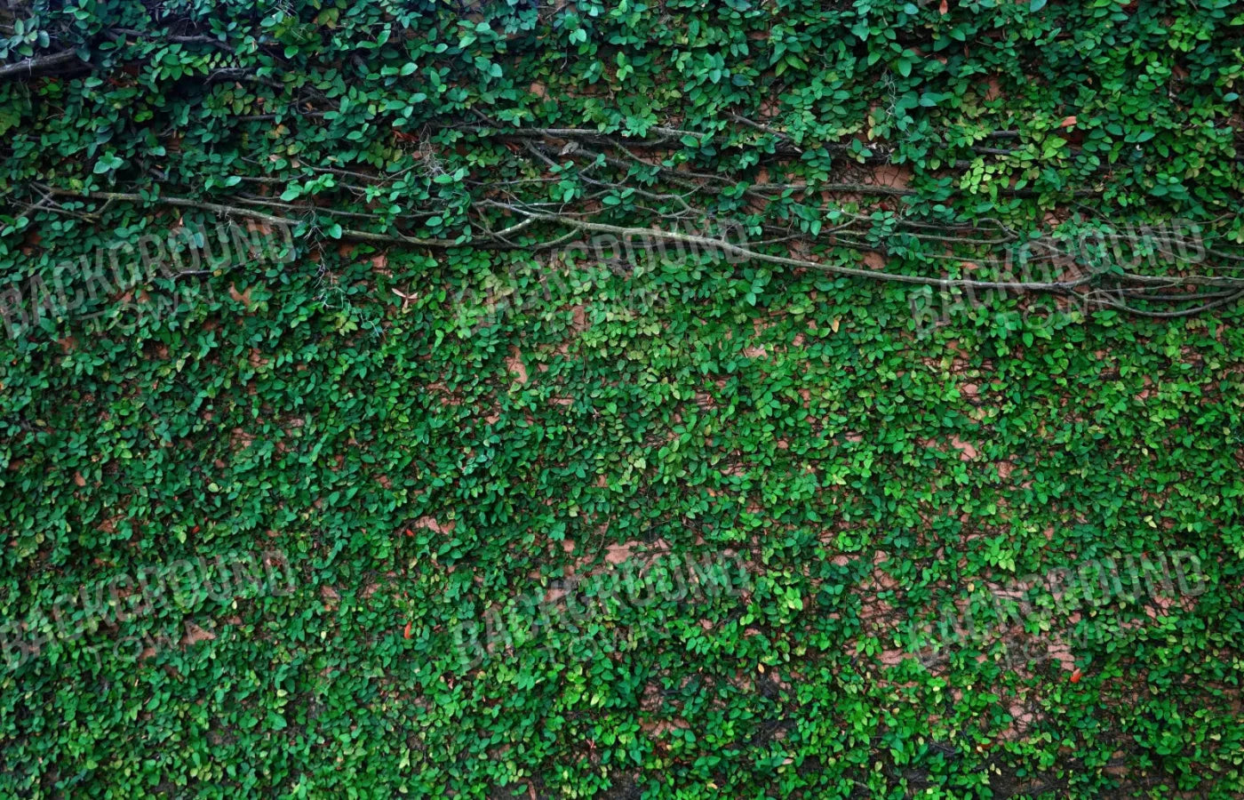 Let It Grow 12X8 Ultracloth ( 144 X 96 Inch ) Backdrop