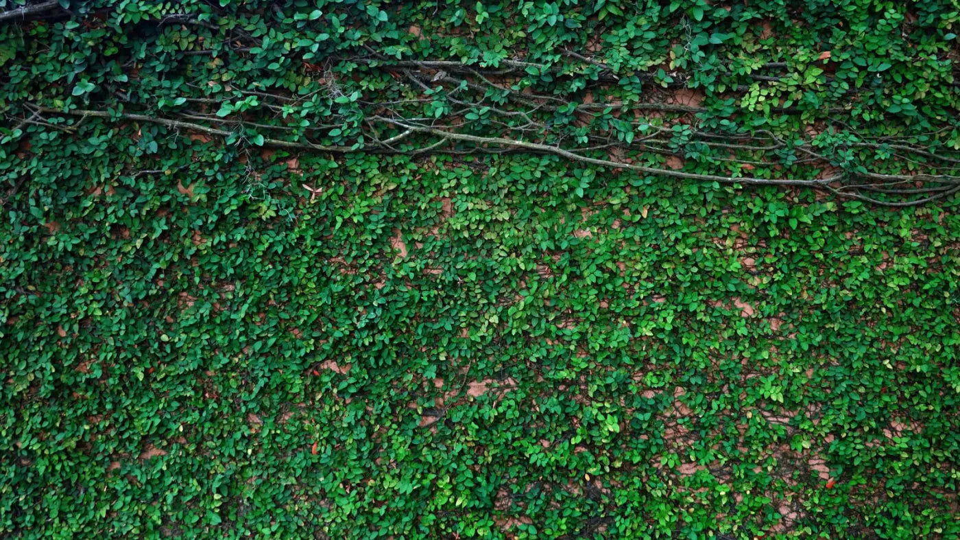Let It Grow 14X8 Ultracloth ( 168 X 96 Inch ) Backdrop