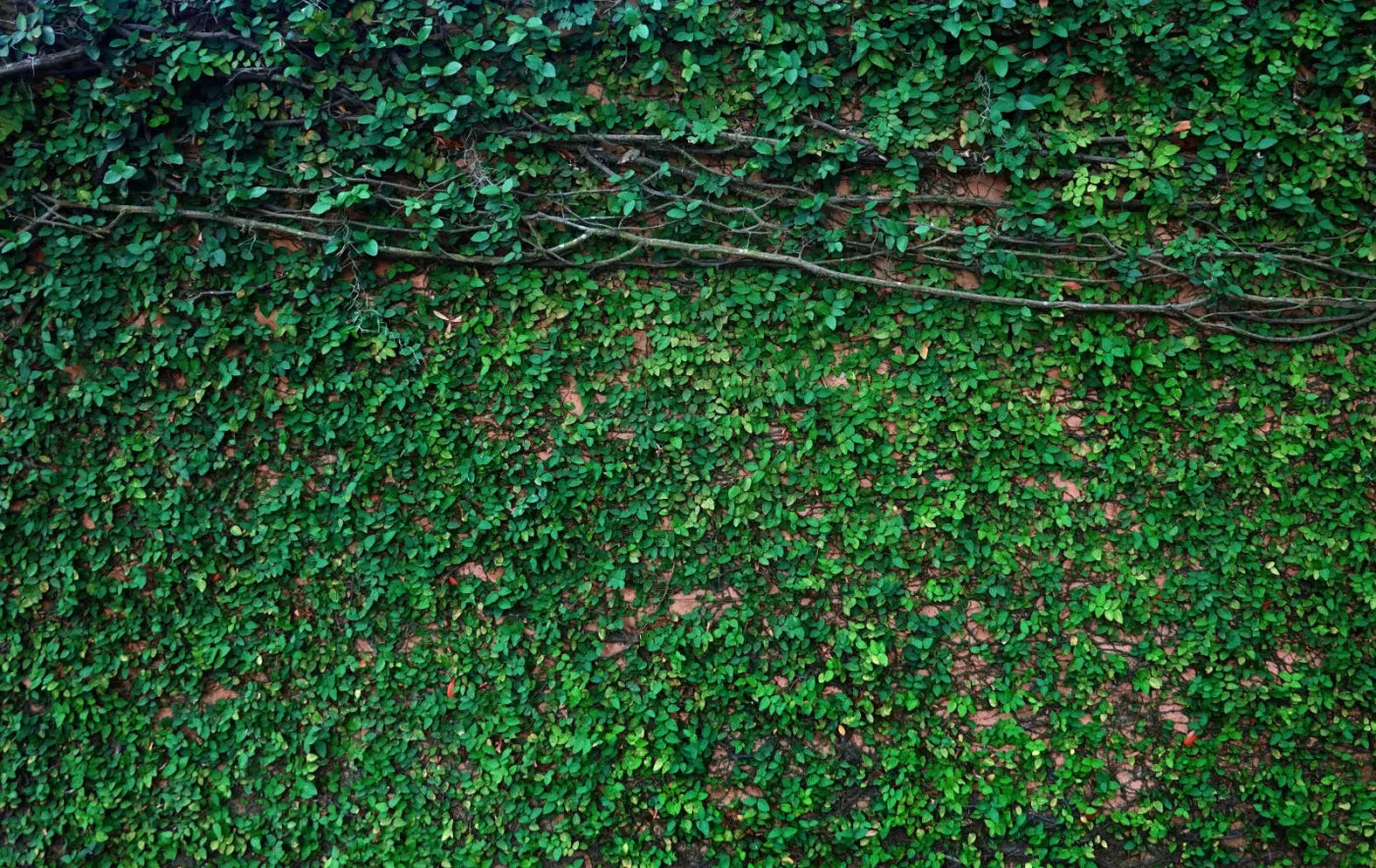 Let It Grow 16X10 Ultracloth ( 192 X 120 Inch ) Backdrop
