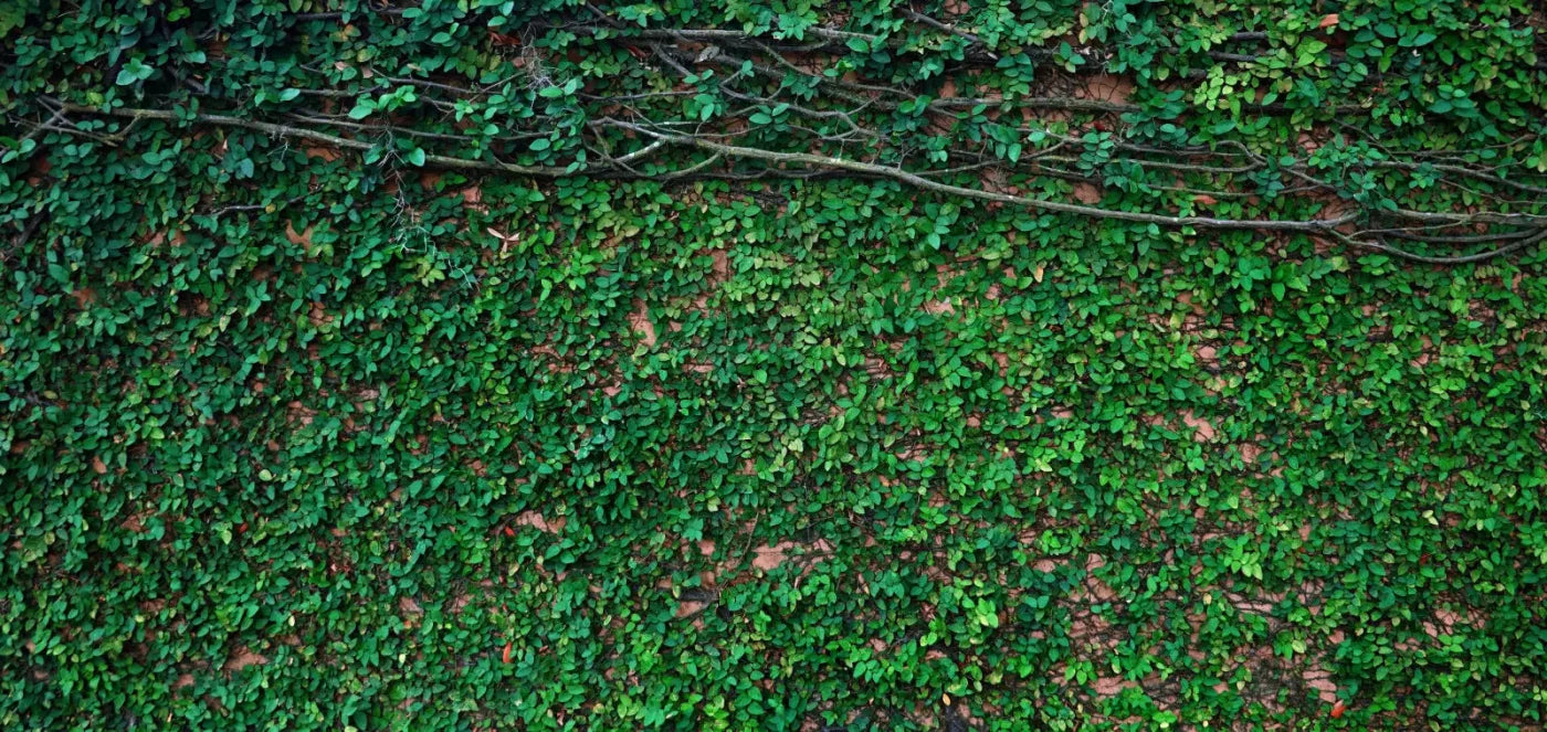 Let It Grow 16X8 Ultracloth ( 192 X 96 Inch ) Backdrop