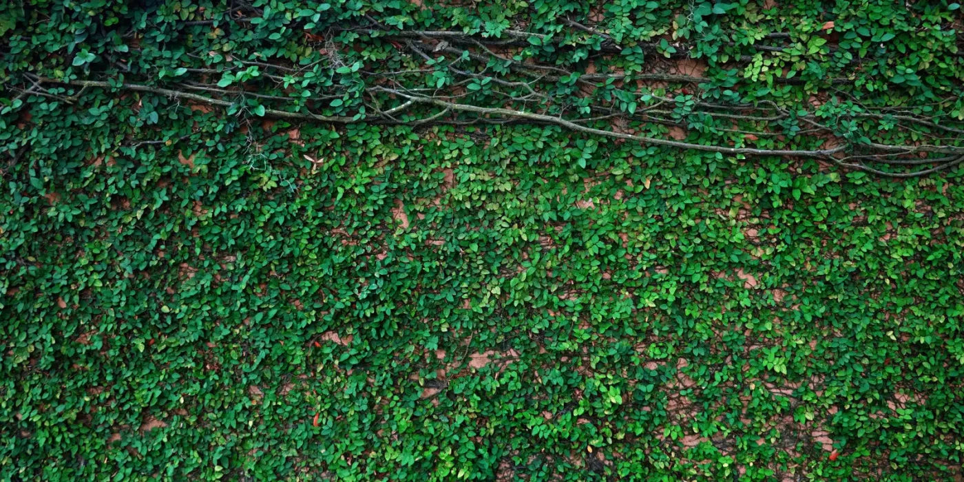 Let It Grow 20X10 Ultracloth ( 240 X 120 Inch ) Backdrop