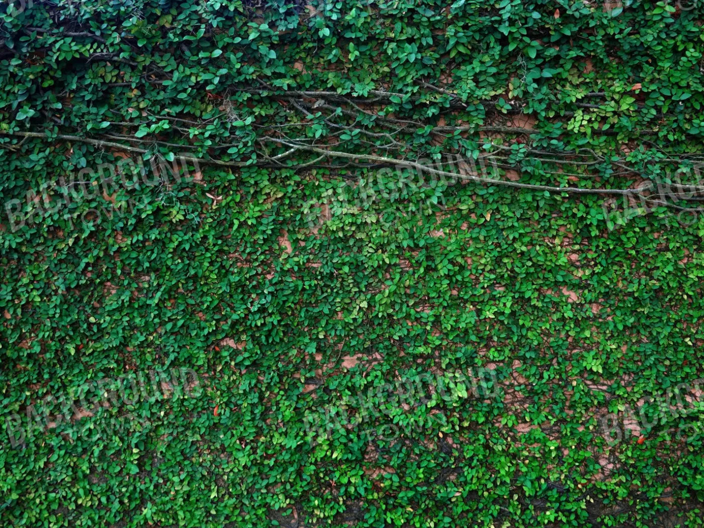 Let It Grow 7X5 Ultracloth ( 84 X 60 Inch ) Backdrop